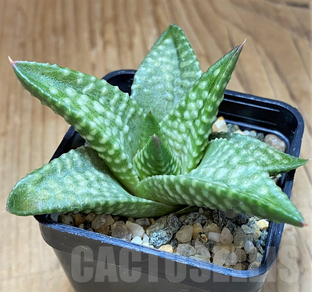 SH13601 Haworthia koelmaniorum x pumila 'Daiginga' - Image 2