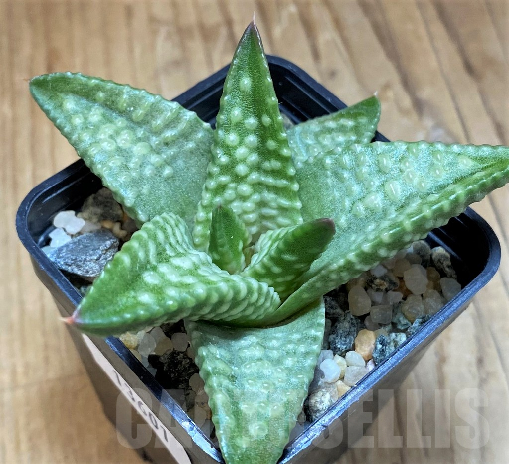SH13601 Haworthia koelmaniorum x pumila 'Daiginga'