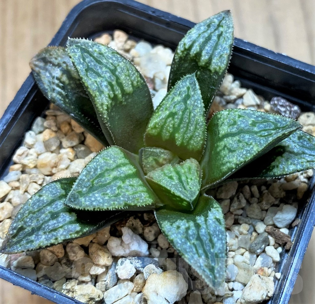 SH13567 Haworthia splendens hybrid - Image 2