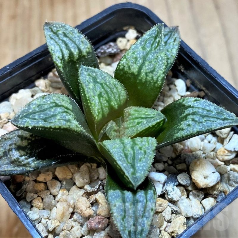 SH13567 Haworthia splendens hybrid