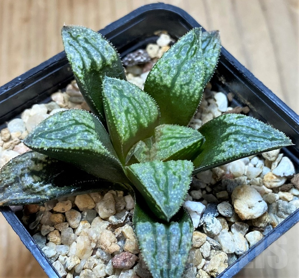 SH13567 Haworthia splendens hybrid