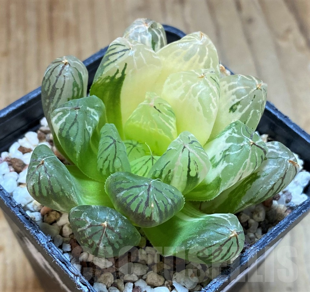 SH13568 Haworthia obtusa f. variegata - Image 2