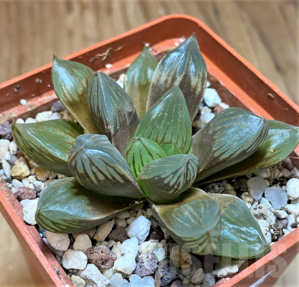 SH13602 Haworthia 'Black Star' - Image 2