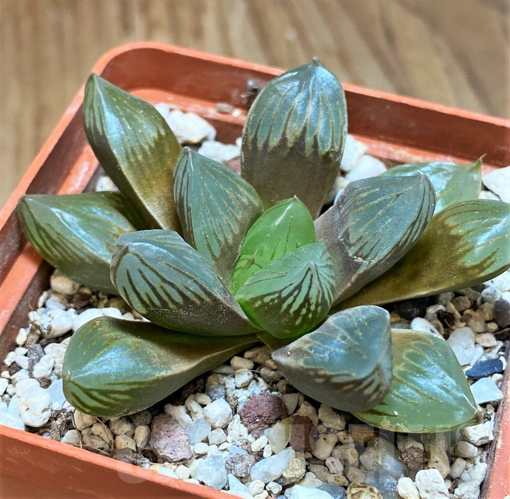 SH13602 Haworthia 'Black Star'