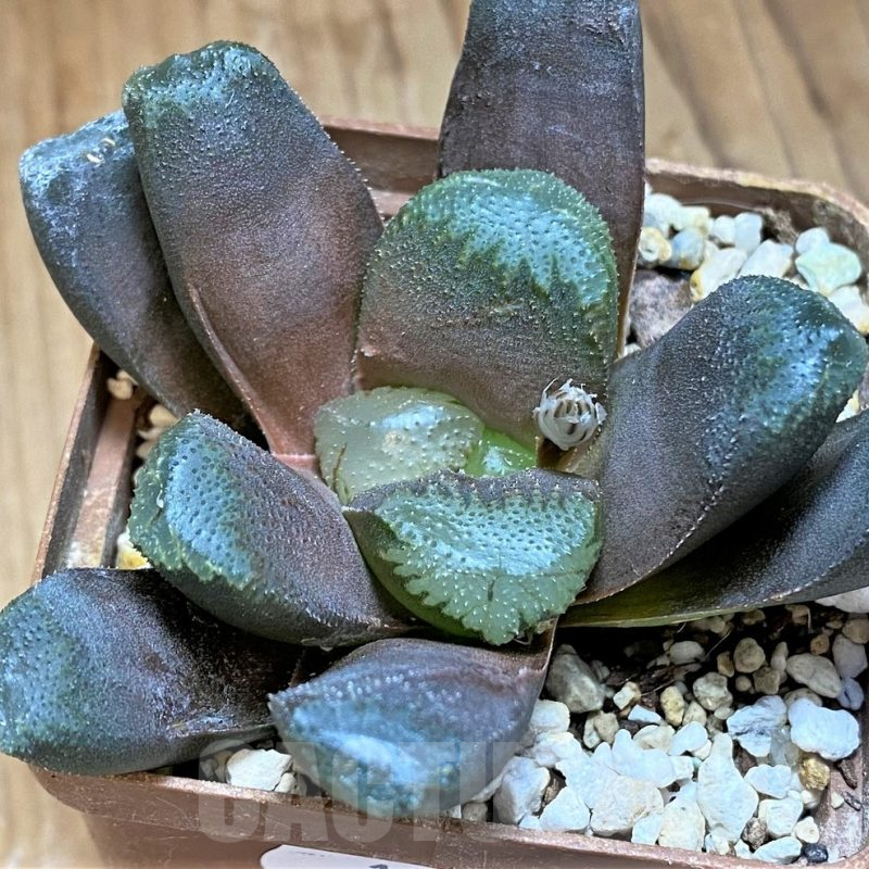 SH13603 Haworthia maughanii hybrid