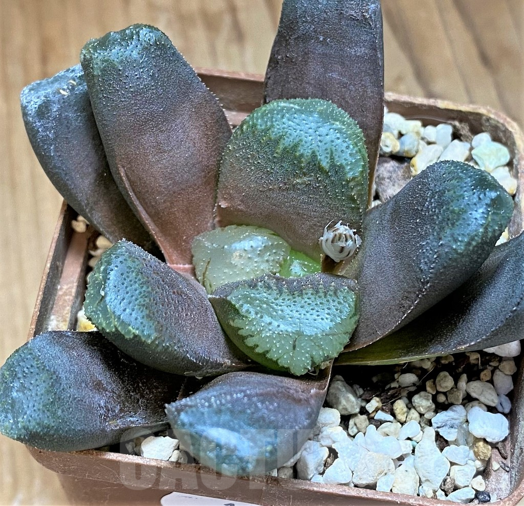 SH13603 Haworthia maughanii hybrid
