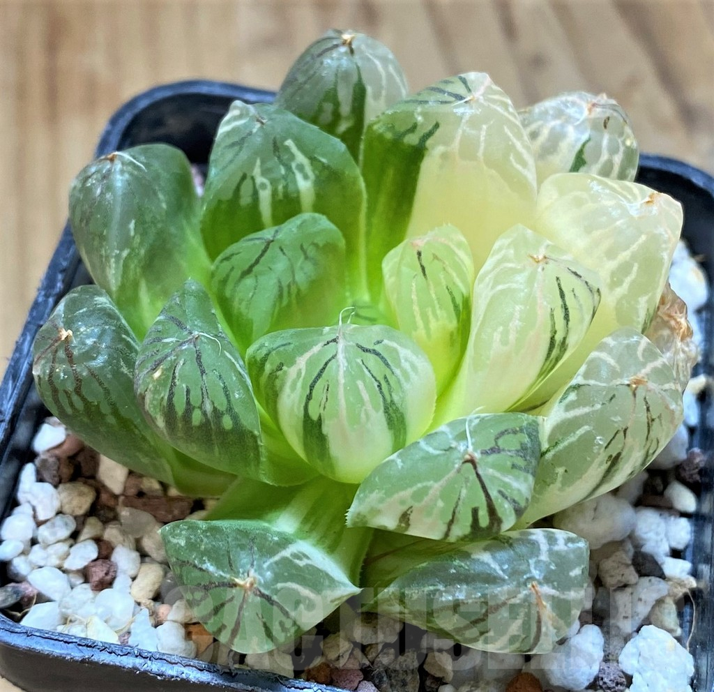 SH13568 Haworthia obtusa f. variegata