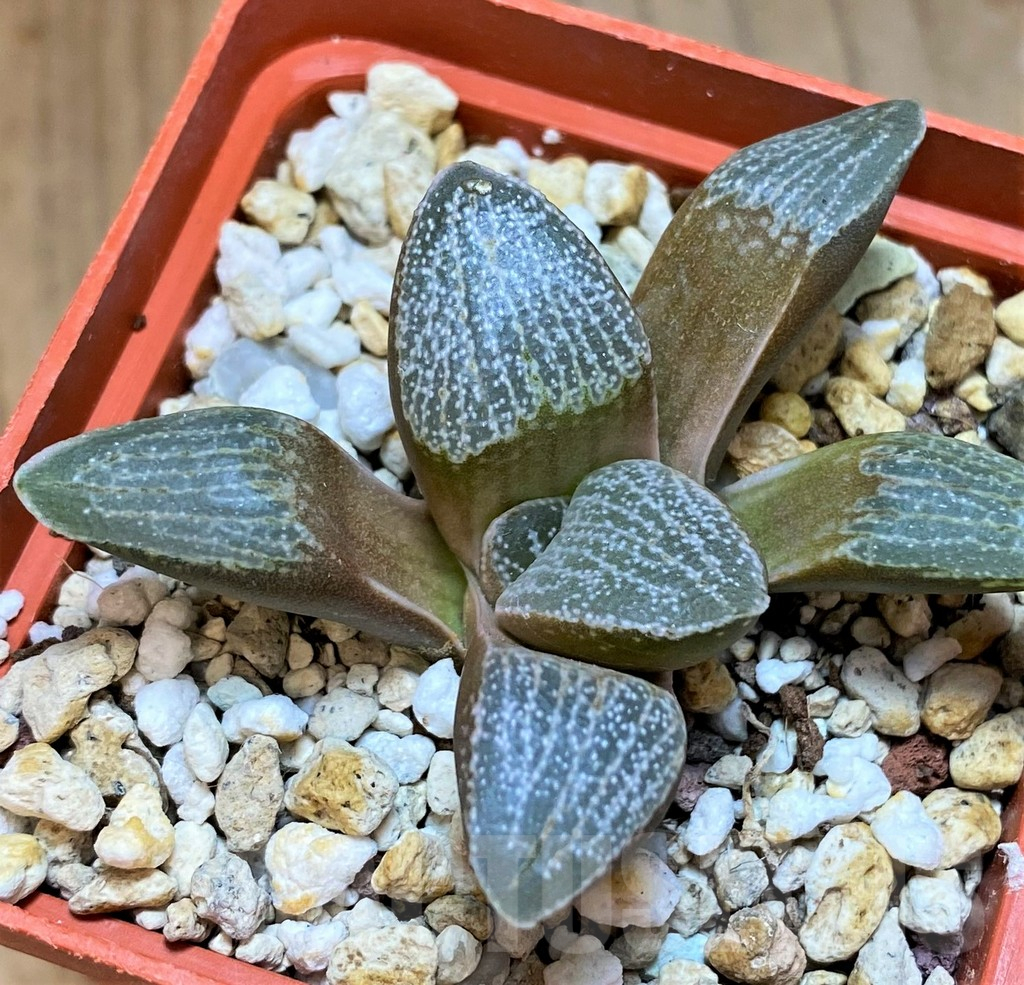 SH13605 Haworthia pygmaea v. argenteo-maculosa - immagine 2
