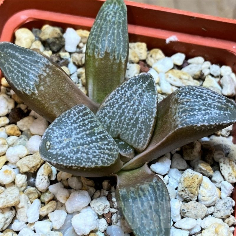 SH13605 Haworthia pygmaea v. argenteo-maculosa
