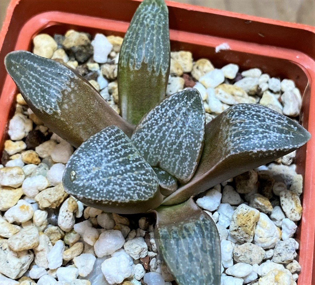 SH13605 Haworthia pygmaea v. argenteo-maculosa