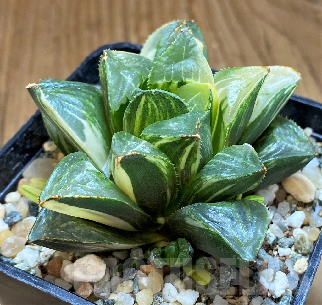 SH13608 Haworthia retusa f. variegata - Image 2