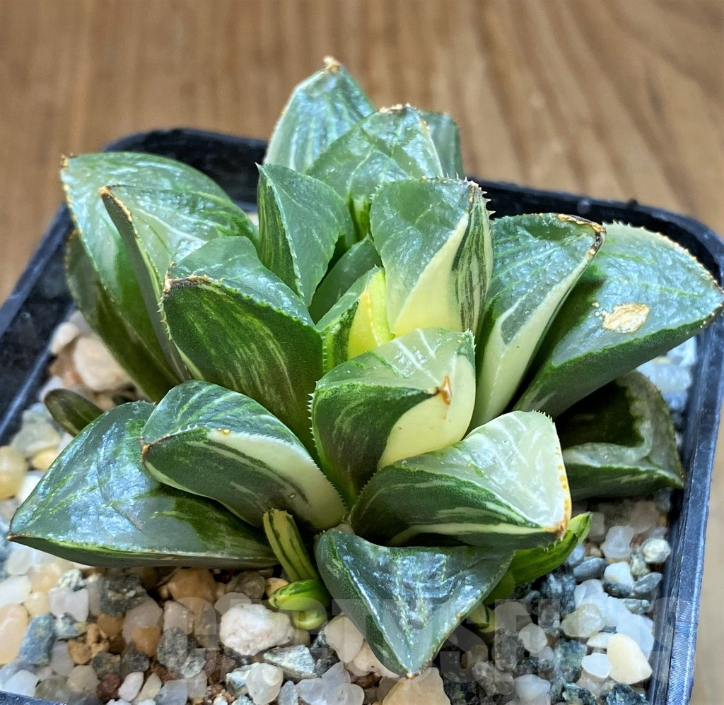 SH13608 Haworthia retusa f. variegata