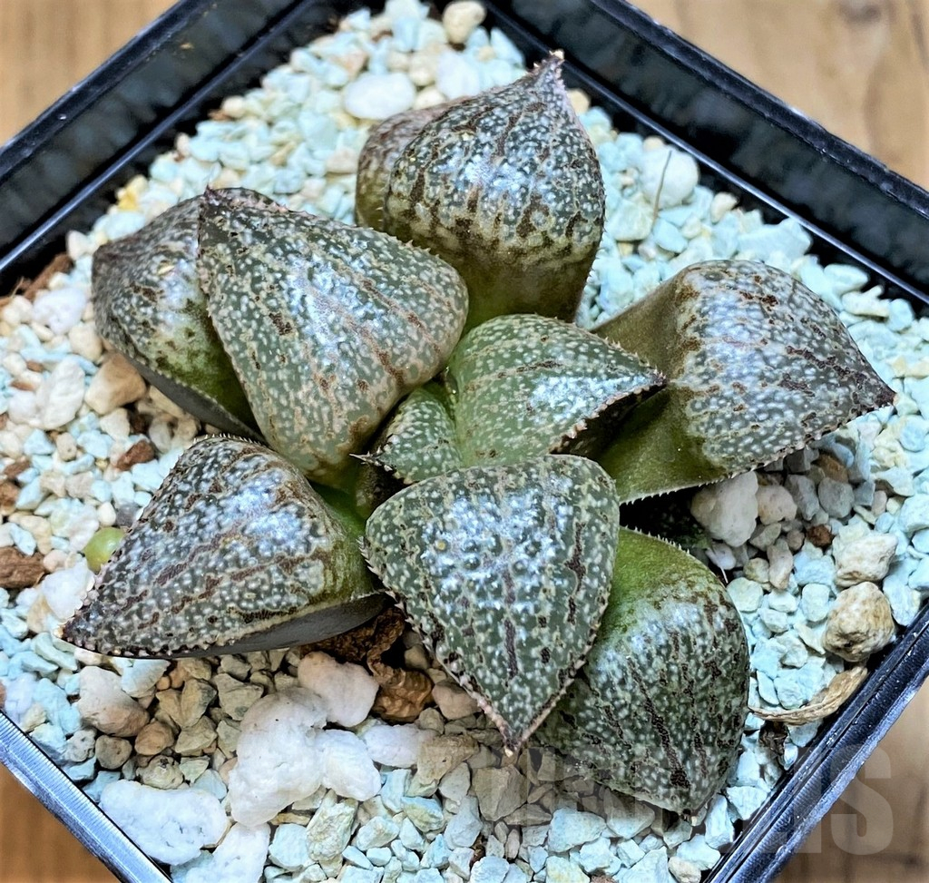 SH13609 Haworthia ‘White Jade’