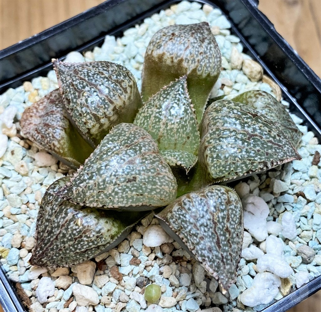 SH13609 Haworthia ‘White Jade’ - Image 2