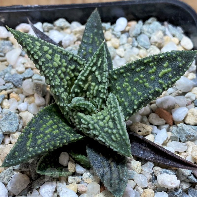 SH13565 Haworthia 'Kintaikyo' x pumila 'Donut'