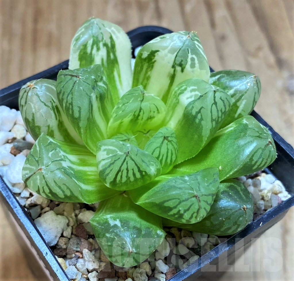 SH13569 Haworthia obtusa f. variegata