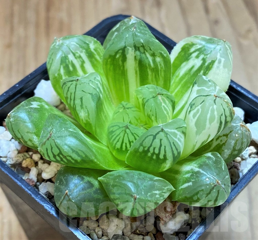 SH13569 Haworthia obtusa f. variegata - Image 2
