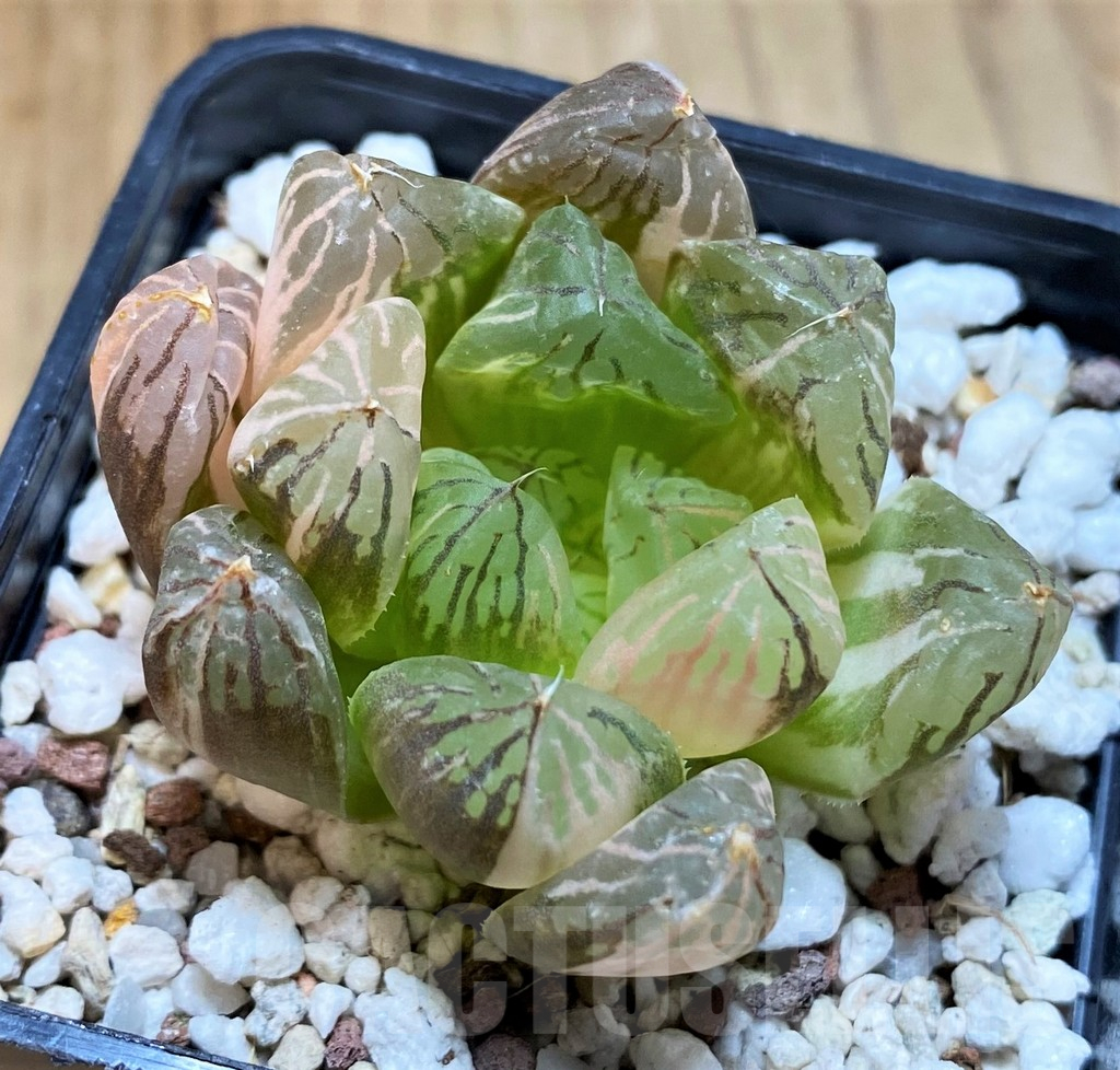 SH13573 Haworthia obtusa f. variegata - Imagen 2
