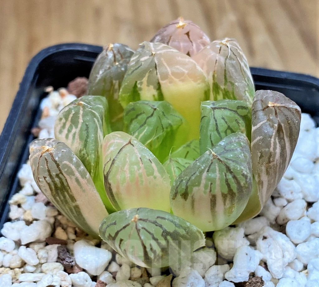 SH13573 Haworthia obtusa f. variegata