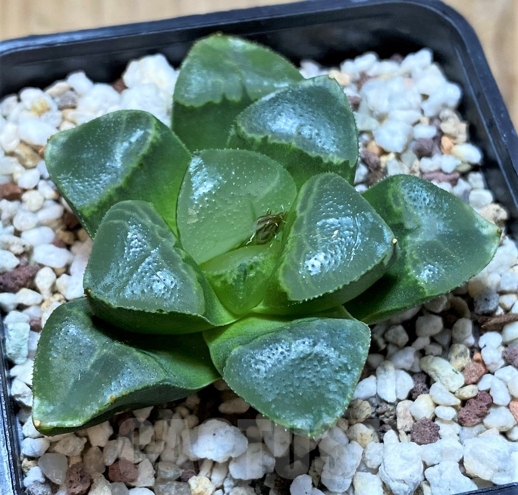 SH13574 Haworthia bayeri ‘Auspicious clouds’