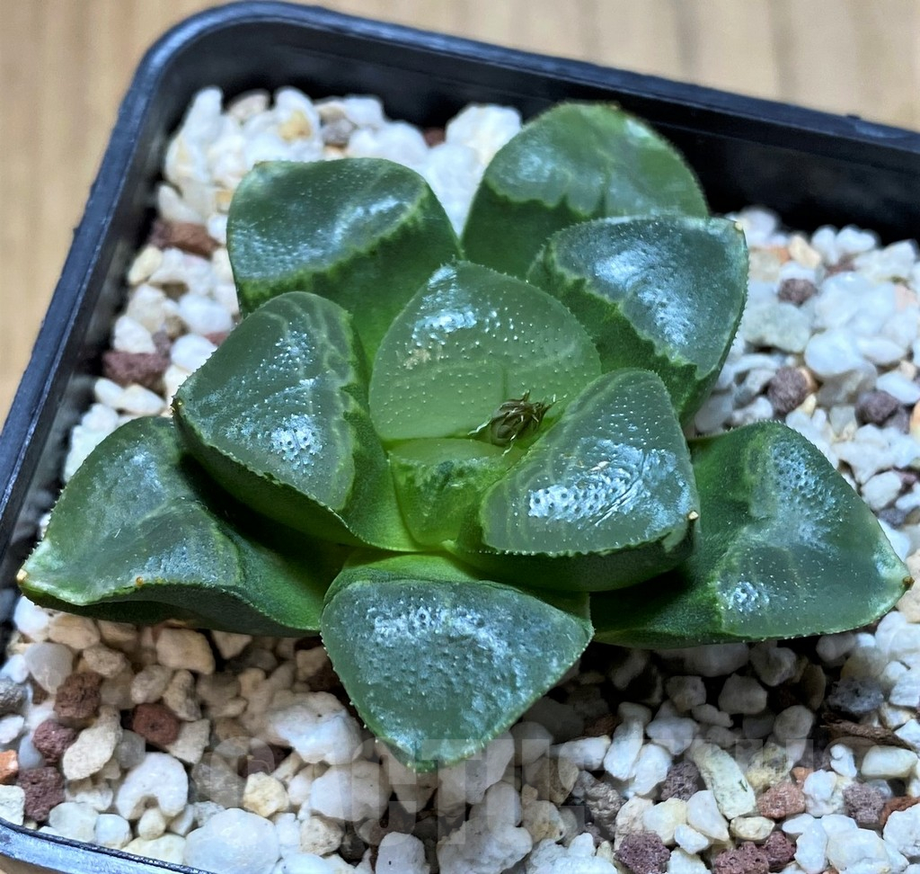 SH13574 Haworthia bayeri ‘Auspicious clouds’ - Image 2