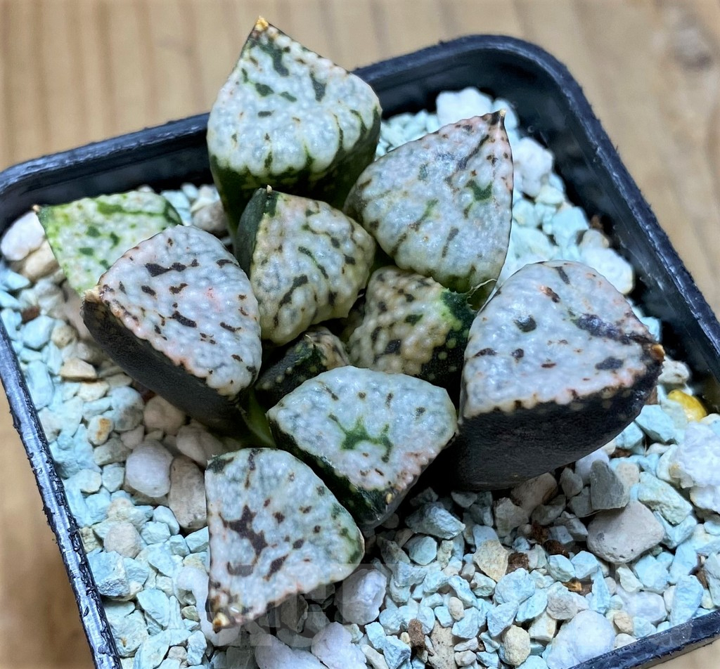 SH13575 Haworthia picta ‘Pandora’ - Obrázek 2