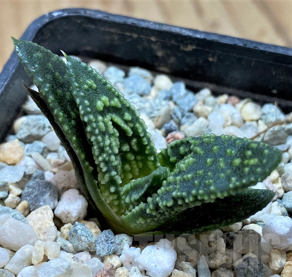 SH13564 Haworthia 'Kintaikyo' x pumila 'Donut' - Image 2