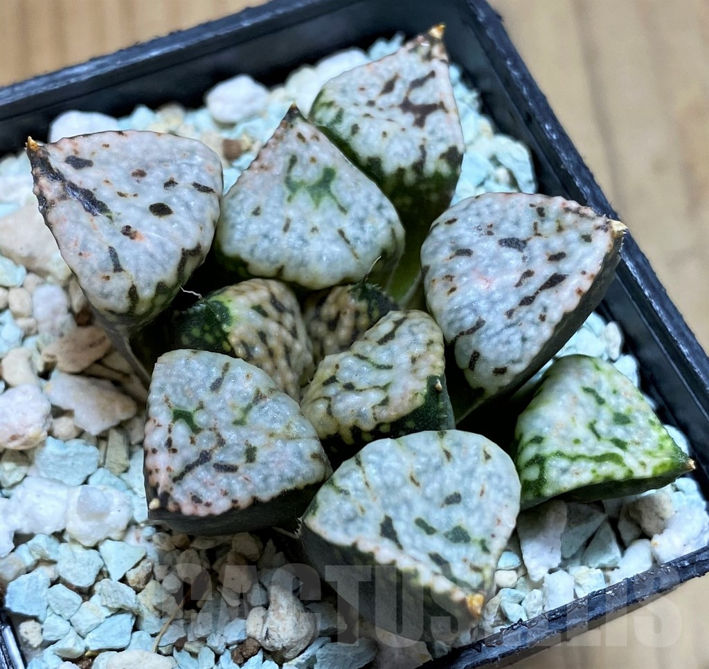 SH13575 Haworthia picta ‘Pandora’
