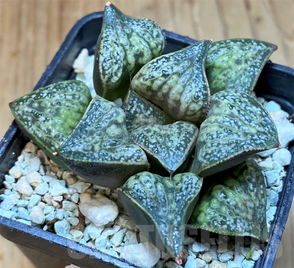 SH13576 Haworthia splendens ‘Hana Aoi’