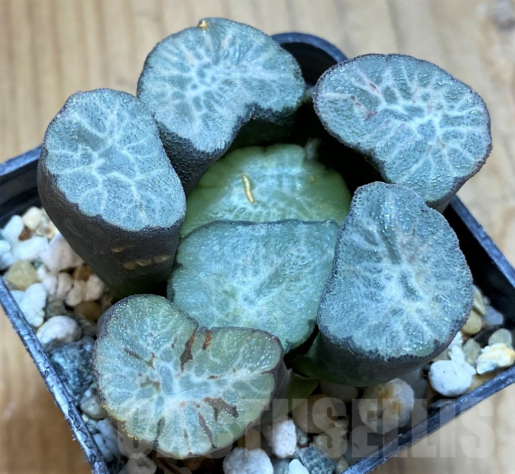 SH13577 Haworthia maughanii ‘Hagoromo’ - Obrázek 2