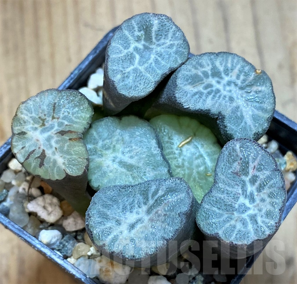 SH13577 Haworthia maughanii ‘Hagoromo’