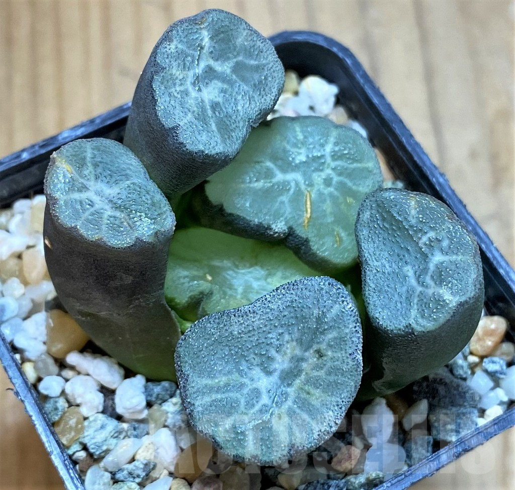 SH13578 Haworthia maughanii ‘Hagoromo’
