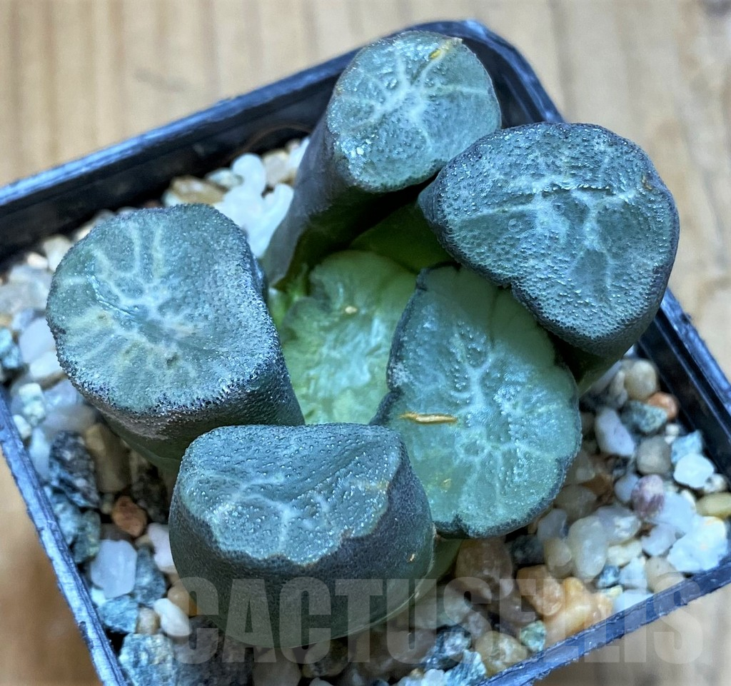 SH13578 Haworthia maughanii ‘Hagoromo’ - Obrázek 2