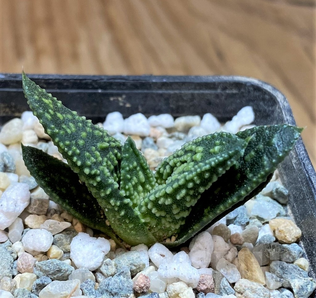 SH13564 Haworthia 'Kintaikyo' x pumila 'Donut' - Image 3