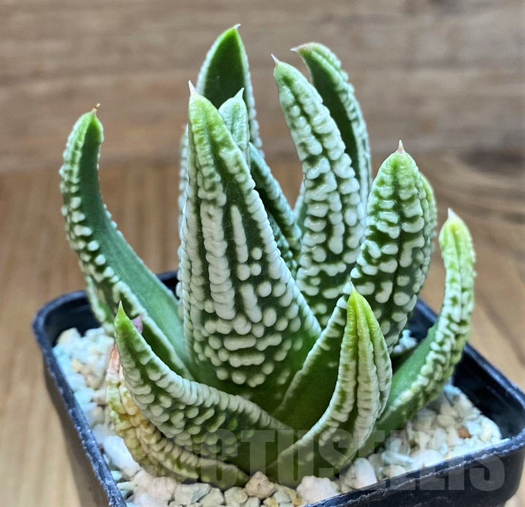 SH13579 Haworthia pumila ‘Emperor’ - Зображення 2