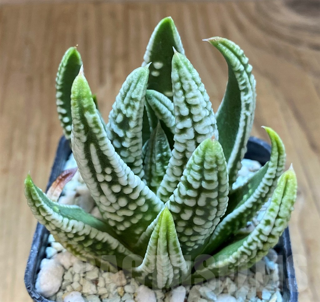 SH13579 Haworthia pumila ‘Emperor’