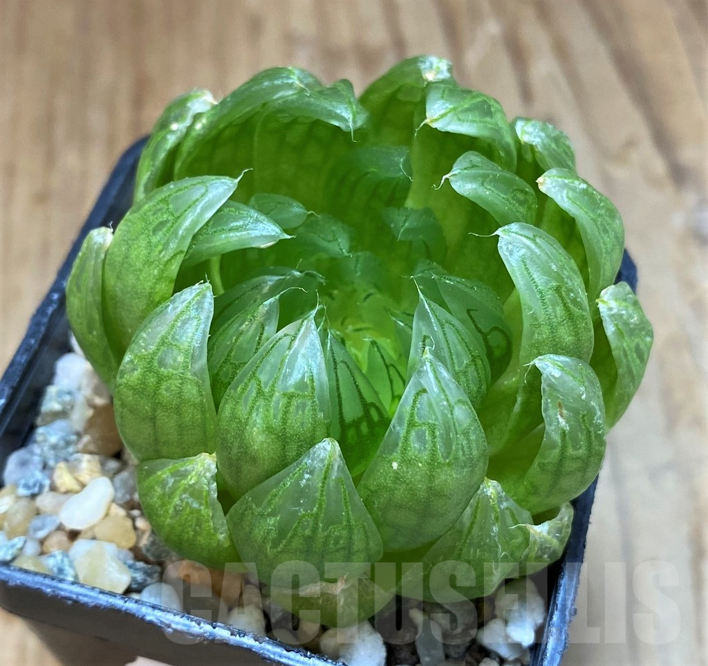 SH13580 Haworthia cooperi ‘Led mutant’ - immagine 2