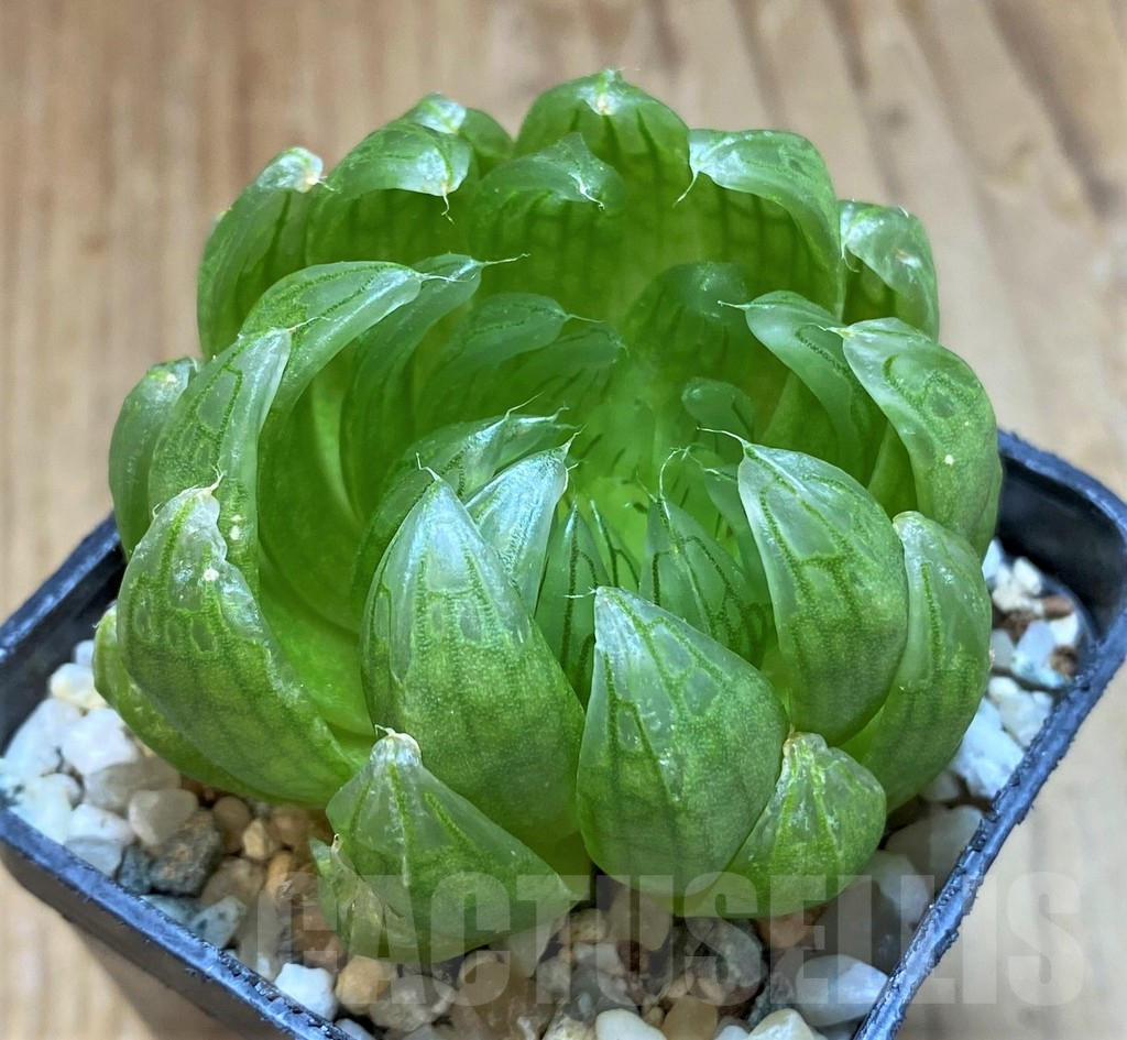 SH13580 Haworthia cooperi ‘Led mutant’