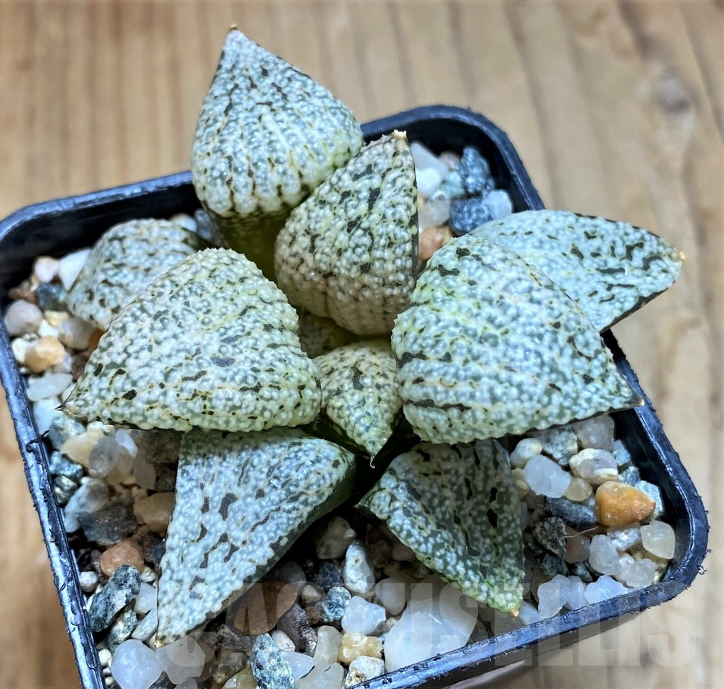 SH13582 Haworthia picta ‘White Magic’