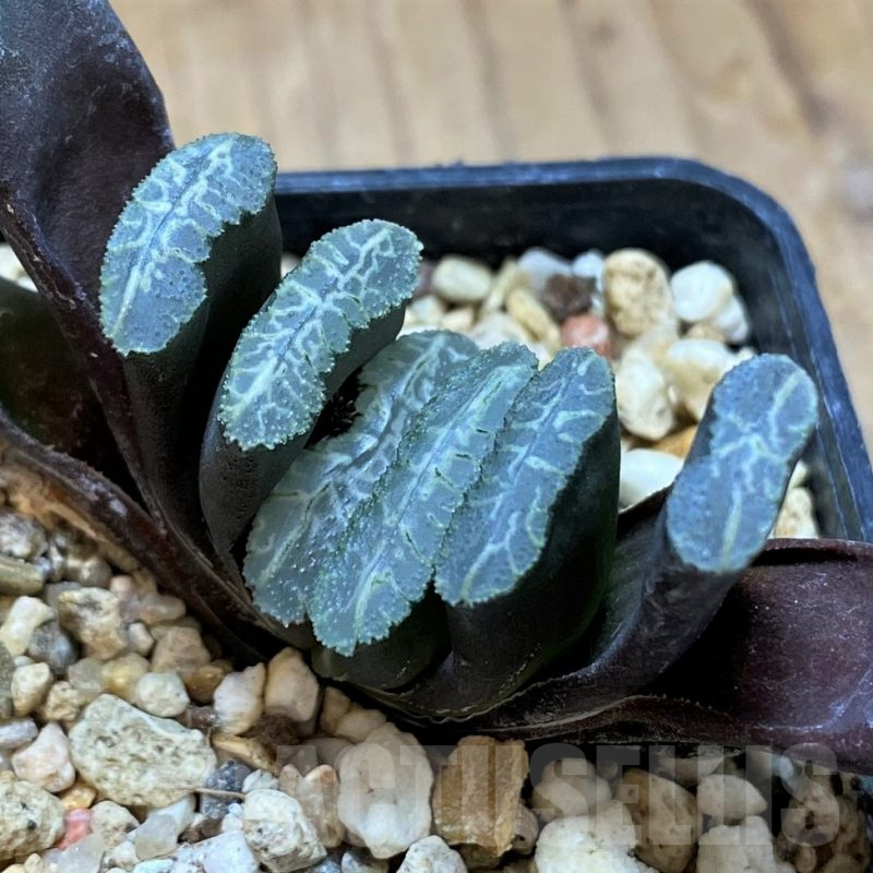 SH13583 Haworthia truncata -Japan-