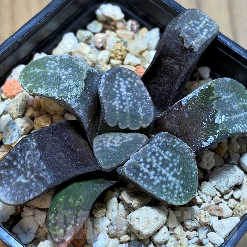 SH13584 Haworthia groenewaldii