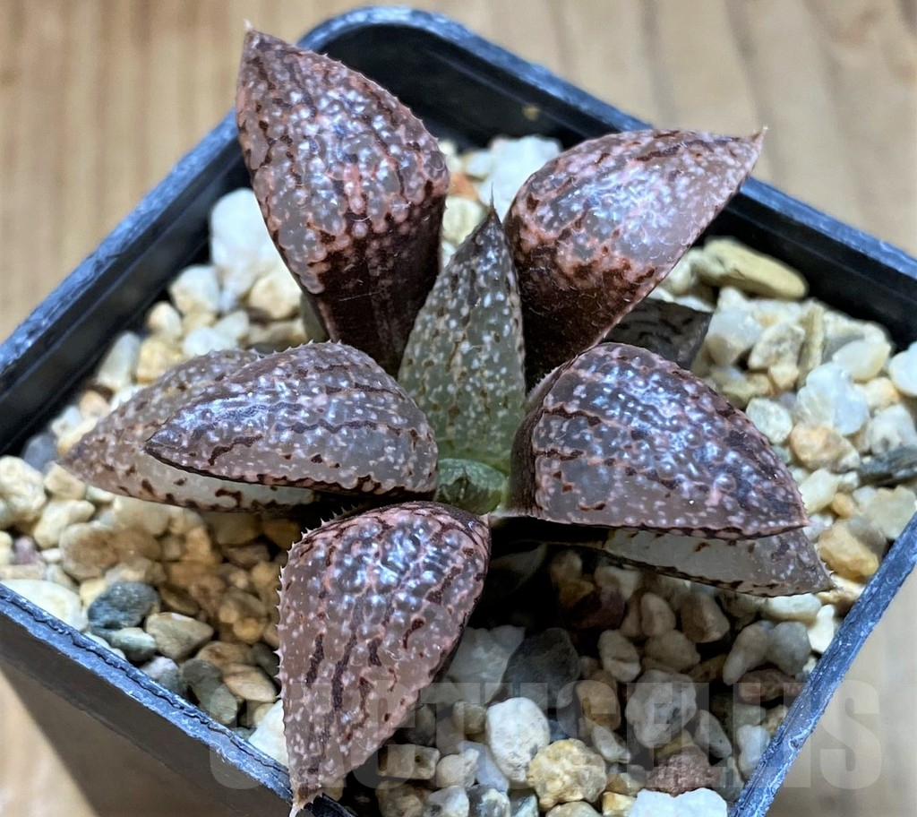 SH13587 Haworthia picta -Japan-, Clon 4 - Image 2