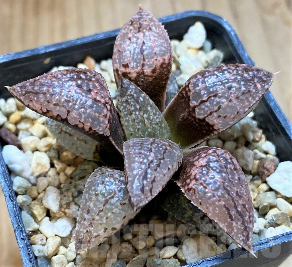 SH13587 Haworthia picta -Japan-, Clon 4