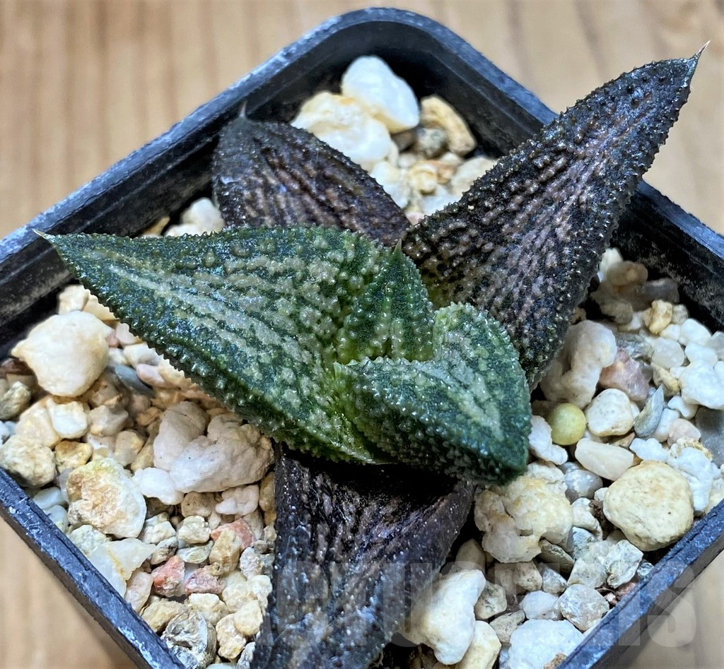 SH13589 Haworthia 'Kintaikyo' - Obrázek 2