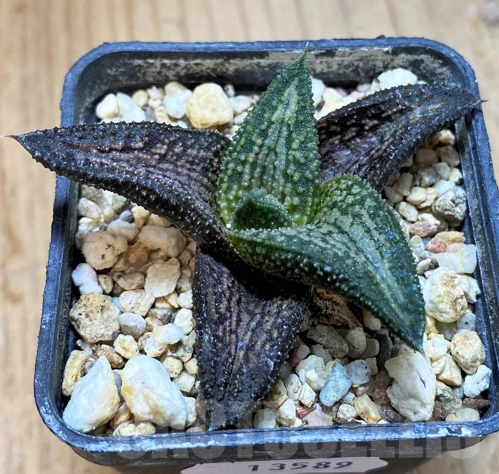 SH13589 Haworthia 'Kintaikyo'