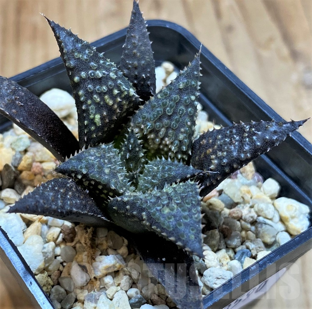 SH13590 Haworthia wimii x koelmaniorum - immagine 2