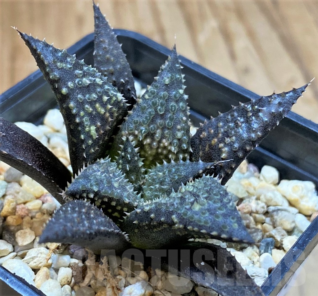 SH13590 Haworthia wimii x koelmaniorum
