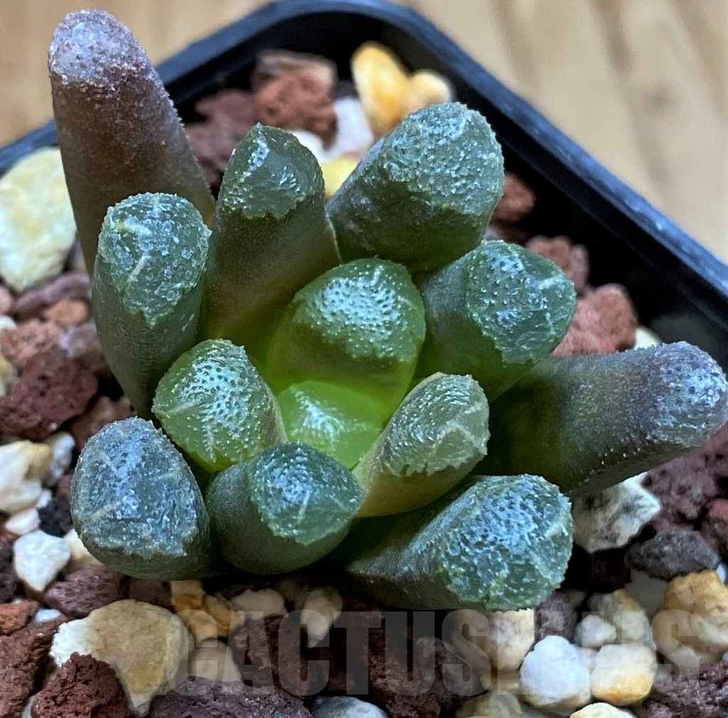 SH13591 Haworthia maughanii x cooperi