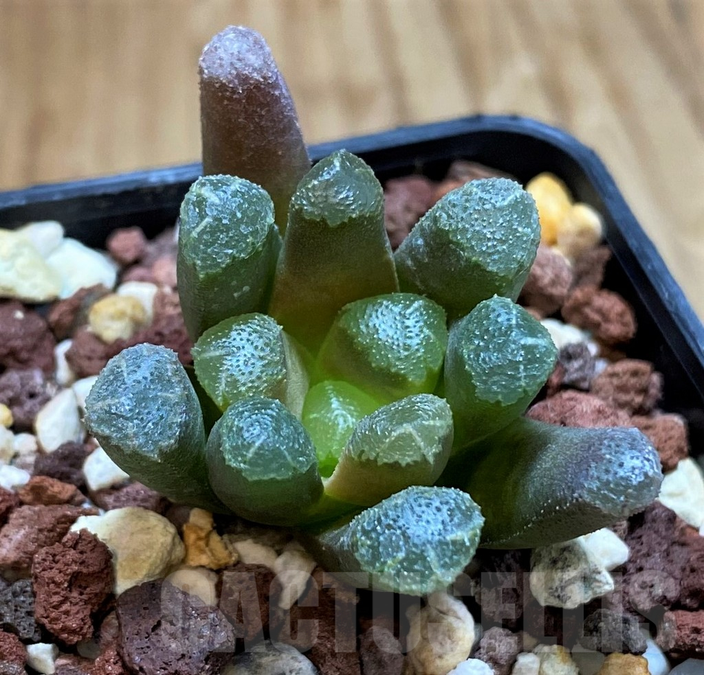 SH13591 Haworthia maughanii x cooperi - Image 2