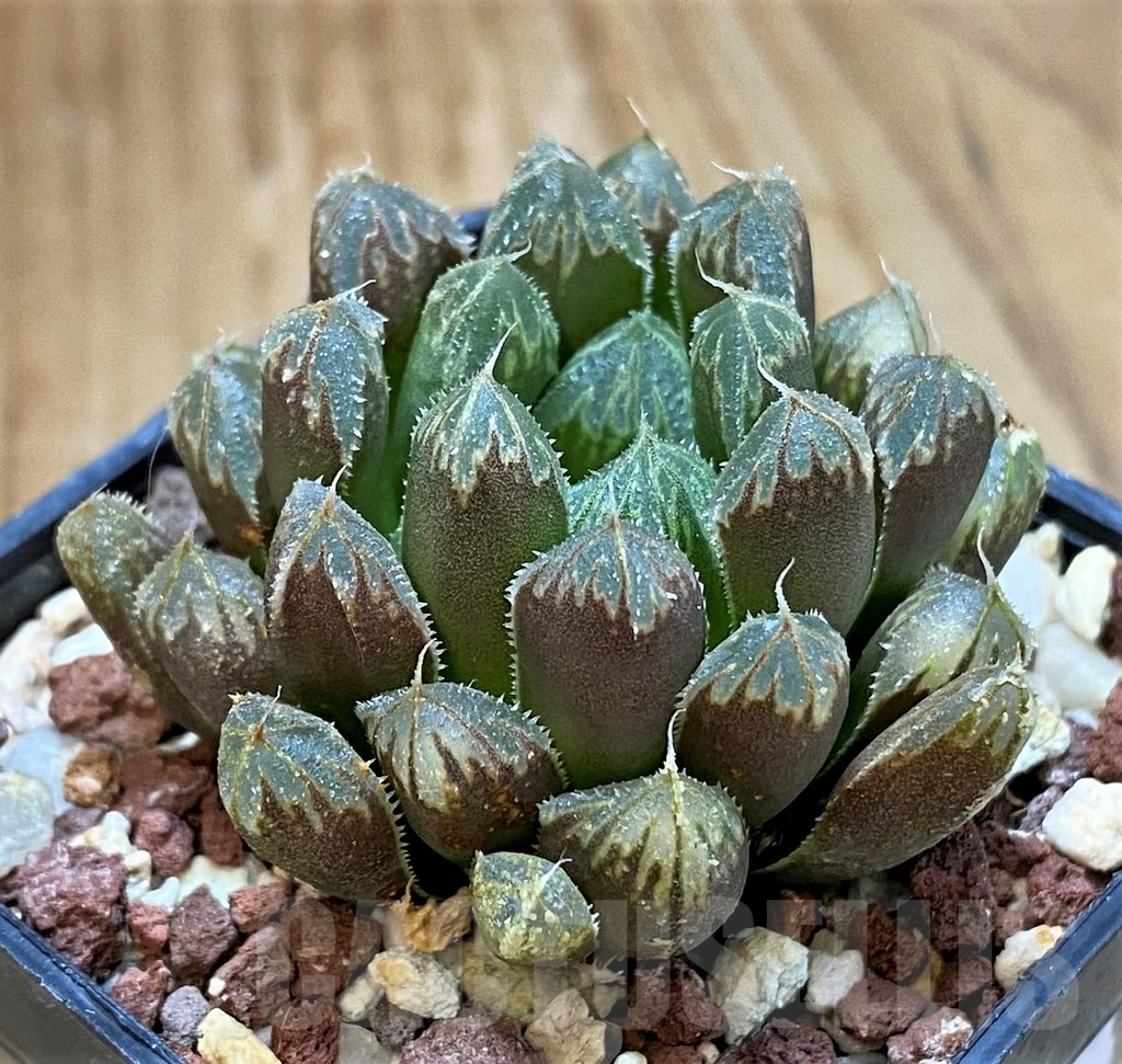SH13592 Haworthia cooperi hybrid - Image 2